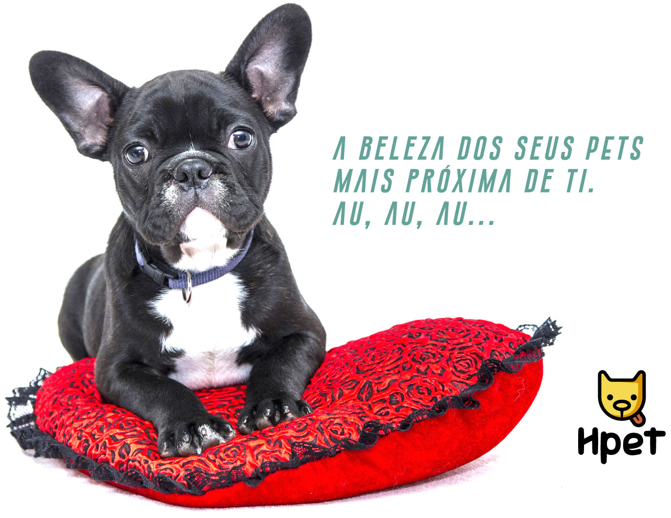 Fdoze - QUEM DISSE QUE GATO E CACHORRO NÃO SE MISTURAM?